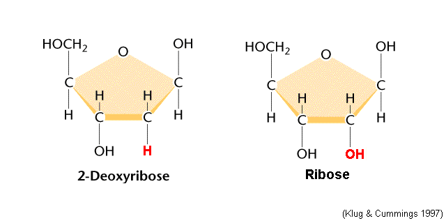 Deoxyribose Ribose